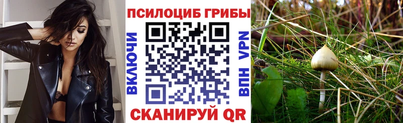 Псилоцибиновые грибы Psilocybe  Куртамыш 